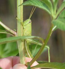 Schistocerca americana