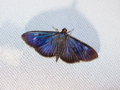 Erilusa