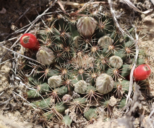 little nipple cactus