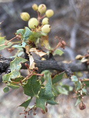 Berberis higginsiae