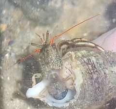 Clibanarius antillensis