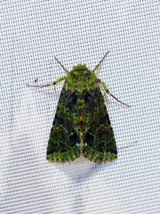 Heterochroma berylloides