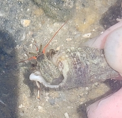 Clibanarius antillensis