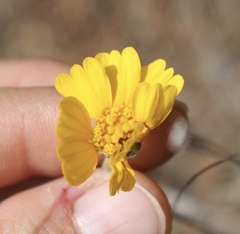 Tetraneuris linearifolia