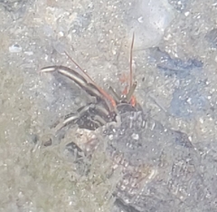 Clibanarius antillensis