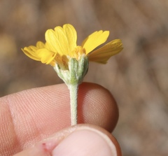 Tetraneuris linearifolia