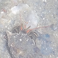 Clibanarius antillensis