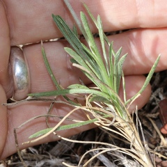 Tetraneuris linearifolia