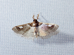 Apilocrocis