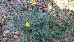 Picradeniopsis pringlei