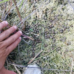 Sylvilagus palustris