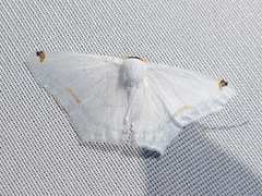 Sericoptera virginaria