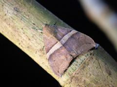 Ophisma