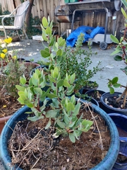 Arctostaphylos gabilanensis