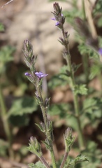 Verbena plicata