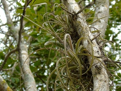 Tillandsia exserta