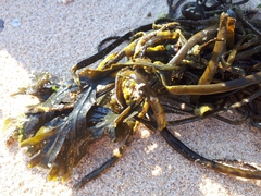 Fucus serratus