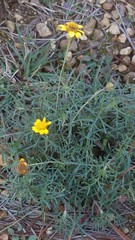 Picradeniopsis pringlei
