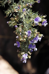 Psoralea verrucosa