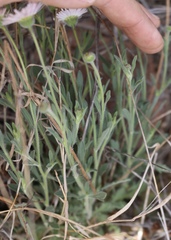 Erigeron bellidiastrum