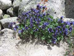 Dracocephalum imberbe