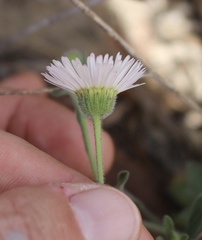 Erigeron bellidiastrum