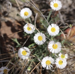 Erigeron bellidiastrum