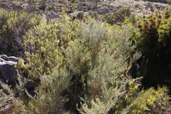 Psoralea verrucosa