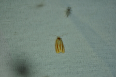 Sparganothis tristriata