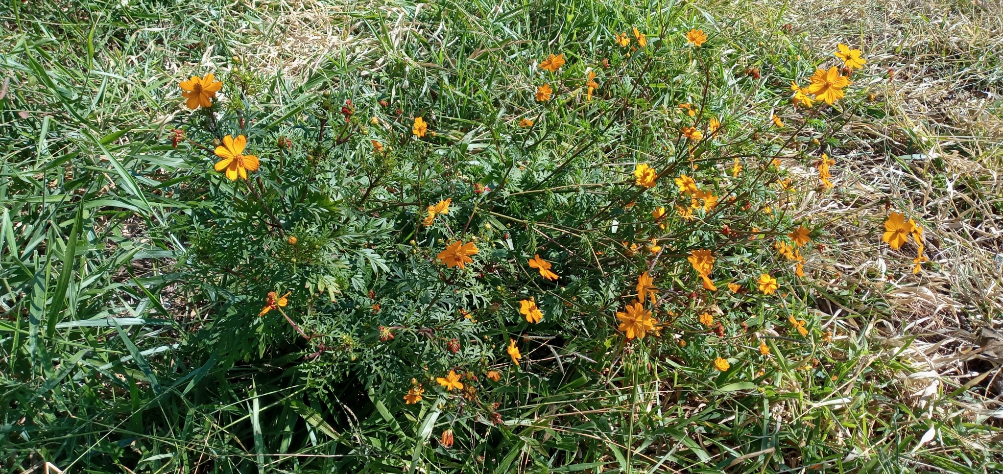 Cosmos sulphureus