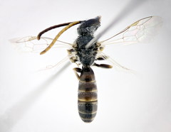 Lasioglossum algericolellum