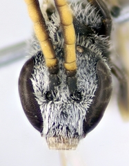 Lasioglossum algericolellum