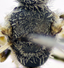 Lasioglossum algericolellum