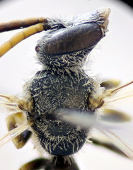 Lasioglossum algericolellum