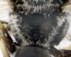 Lasioglossum algericolellum