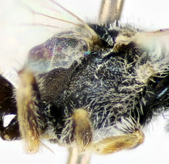 Lasioglossum algericolellum