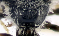 Lasioglossum algericolellum