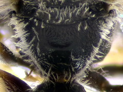 Lasioglossum algericolellum