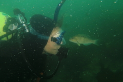 Notolabrus celidotus