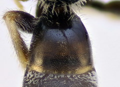 Lasioglossum algericolellum