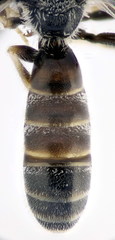 Lasioglossum algericolellum