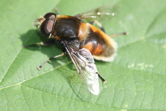 Eristalis intricaria