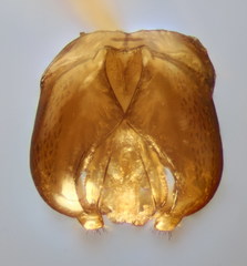 Lasioglossum algericolellum