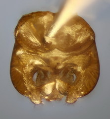 Lasioglossum algericolellum