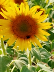 Bombus