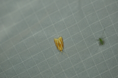 Sparganothis tristriata