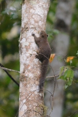 Mount Topapu Squirrel photo 2