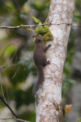 Mount Topapu Squirrel photo 3