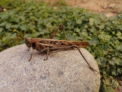 Schistocerca cancellata