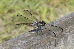 Libellula axilena